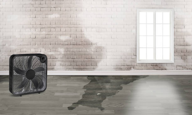 Best Flood restoration services  in Panama City Beach, FL